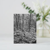 白黒の森 ポストカード (スタンド正面)