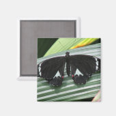 白黒の熱帯性バタフライマグネット マグネット (正面/裏面)