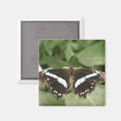 白黒の熱帯性バタフライ磁石 マグネット (正面/裏面)