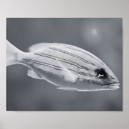 白黒の熱帯魚プリント可能アート ポスター