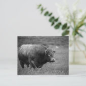 白黒の牡牛の写真 ポストカード (スタンド正面)