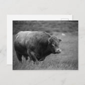 白黒の牡牛の写真 ポストカード (正面/裏面)