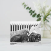 白黒の犬リラックスのスリーピーチョコレートラボ ポストカード (スタンド正面)