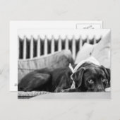 白黒の犬リラックスのスリーピーチョコレートラボ ポストカード (正面/裏面)