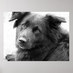 白黒の犬 ポスター