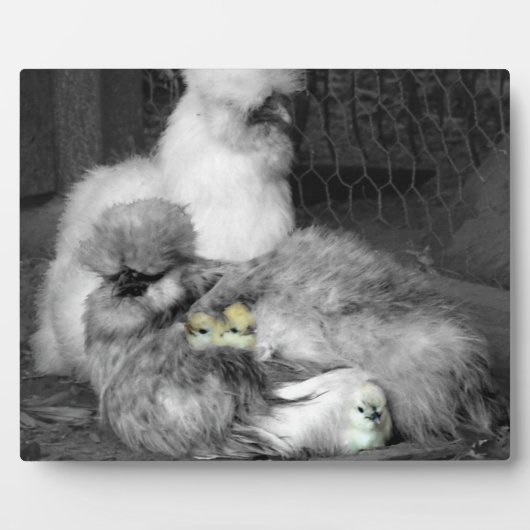 白黒の絹のような鶏と黄色のひよこ フォトプラーク (正面)