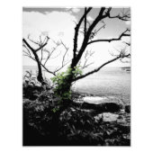 白黒の緑のつる植物 フォトプリント            (正面)