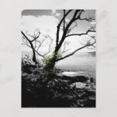 白黒の緑のつる植物 ポストカード (正面)