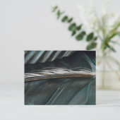 白黒の羽毛 ポストカード (スタンド正面)