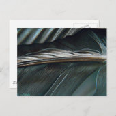 白黒の羽毛 ポストカード (正面/裏面)