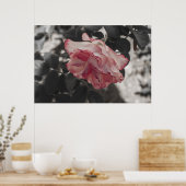 白黒の背景にピンク色のローズを付ける ポスター (キッチン)
