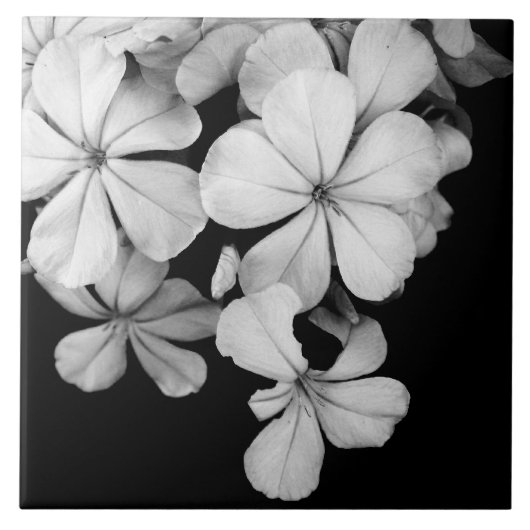 白黒の花のクローズアップ タイル (正面)