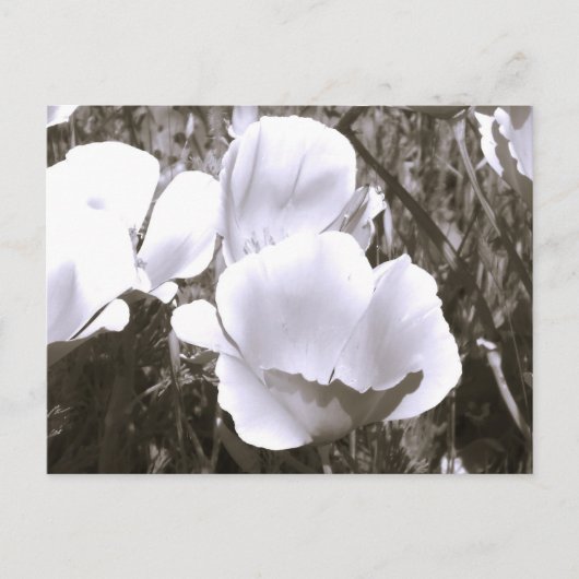 白黒の花はがきエレガント ポストカード (正面)