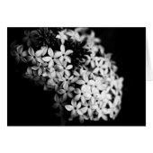 白黒の花 (正面横)