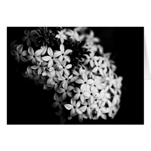 白黒の花 (正面横)