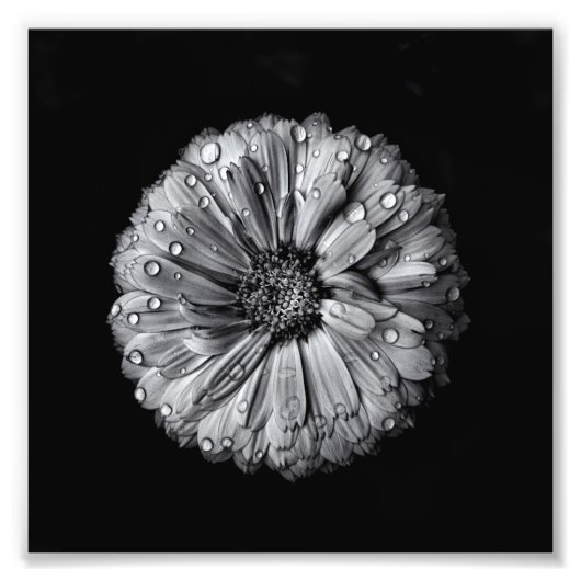 白黒の花10 フォトプリント            (正面)
