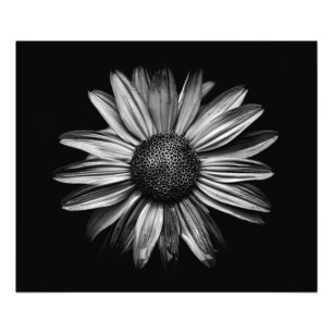 白黒の花18 フォトプリント