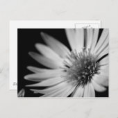 白黒の花 ポストカード (正面/裏面)