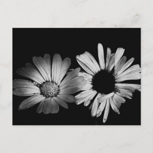 白黒の花 ポストカード (正面)
