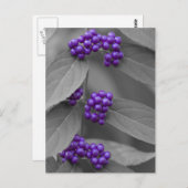 白黒の葉の紫の果実 ポストカード (正面/裏面)