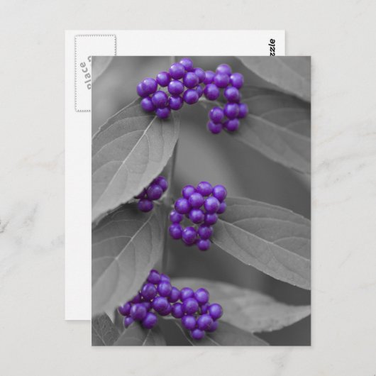 白黒の葉の紫の果実 ポストカード (正面/裏面)