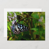 白黒の蝶点々のある々 ポストカード (正面/裏面)