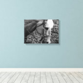 白黒の西パロミノホースキャンバスプリン キャンバスプリント (インサイチュ (ウッドフロア))