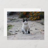 白黒の迷い猫ポスト ポストカード (正面/裏面)