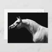 白黒の馬 シーズンポストカード (正面/裏面)