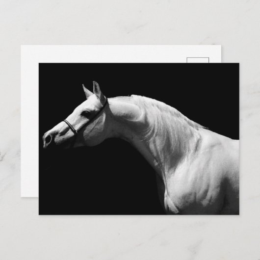 白黒の馬 シーズンポストカード (正面/裏面)