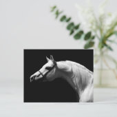 白黒の馬 ポストカード (スタンド正面)