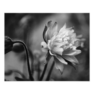 白黒の鳩の花 フォトプリント