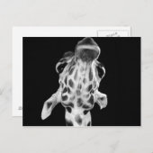 白黒のGirafポートレート、動物写真 ポストカード (正面/裏面)