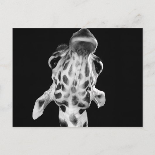 白黒のGirafポートレート、動物写真 ポストカード (正面)
