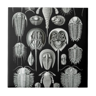 白黒のTrilobitesそして化石 タイル