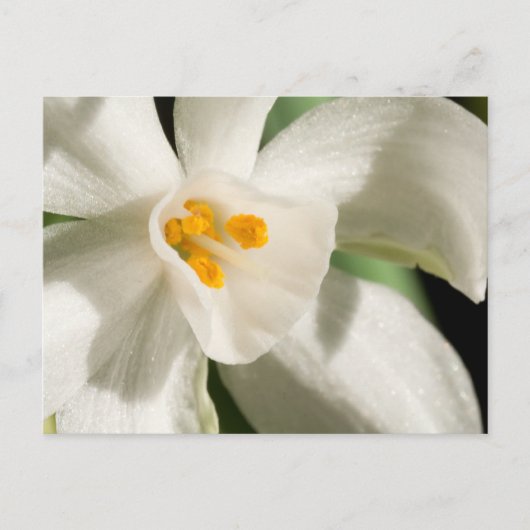 白黒はがきを保存する 案内ポストカード (正面)