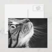 白黒はがき入りTabby Cat ポストカード (正面/裏面)