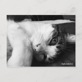 白黒はがき ポストカード