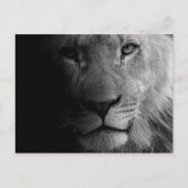 白黒やる気を起こさせるリーダーシップライオンポートレート ポストカード (正面)