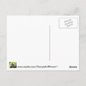 白黒アゲハチョウバタフライフォトポストカード ポストカード (裏面)