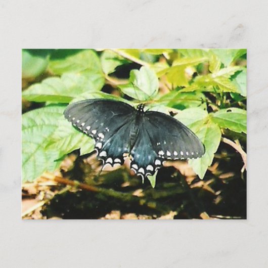 白黒アゲハチョウバタフライフォトポストカード ポストカード (正面)