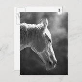 白黒アトポップ・アートのールホース ポストカード (正面/裏面)