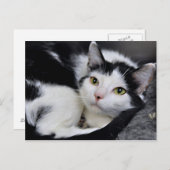 白黒アメリカンショートヘアの猫はがき ポストカード (正面/裏面)