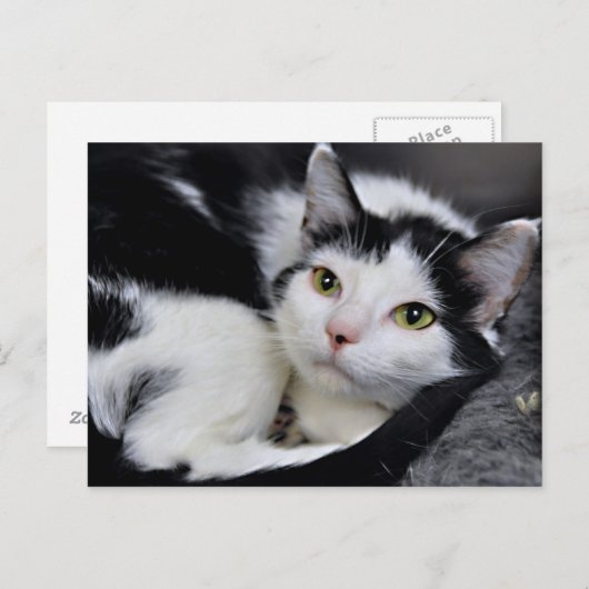 白黒アメリカンショートヘアの猫はがき ポストカード (正面/裏面)