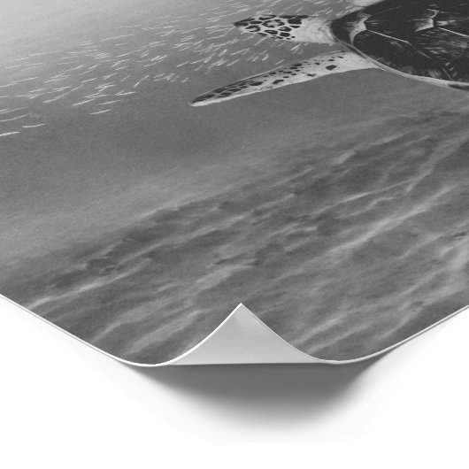 白黒ウミガメ熱帯印刷芸術 ポスター (角)