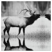 白黒エルク ファブリック (クローズアップ)