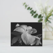 白黒オーキッドポストカード ポストカード (スタンド正面)