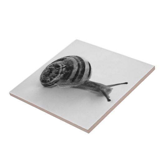 白黒カタツムリ タイル (側面)