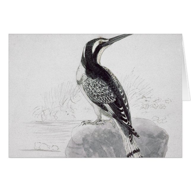 白黒カワセミ (正面横)