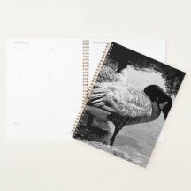 白黒ガチョウ静かな瞬間バイザレイク